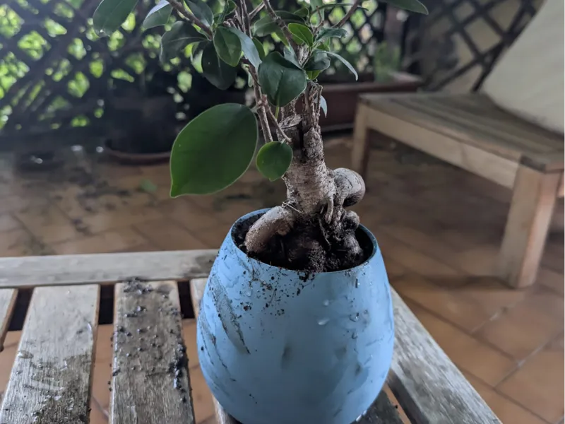 Kokei – Piccolo vaso per bonsai