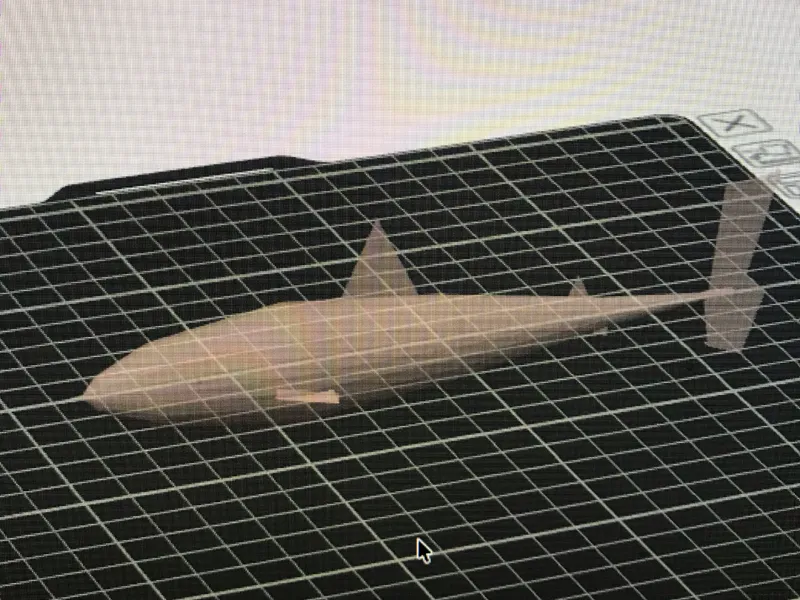 shark