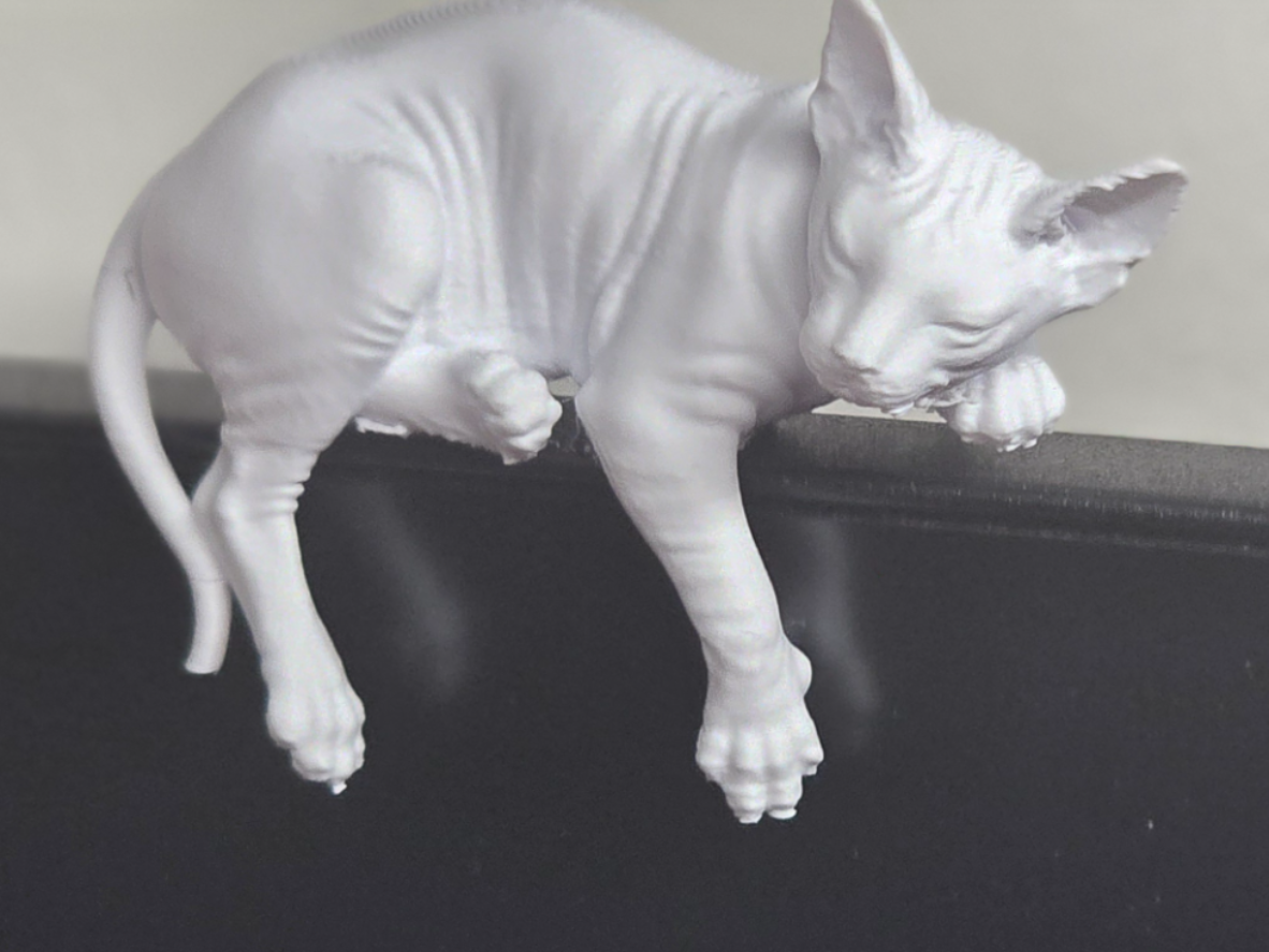 Gatto Sphynx dormiente colorabile