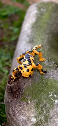 Salamandre articulée flexible — photo 1