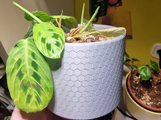 Hexagonal Planter