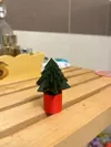 Fir