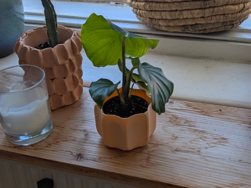 Planter 7cm