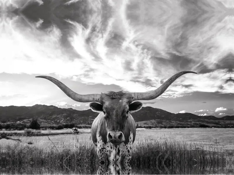 Long Horn Lithophane