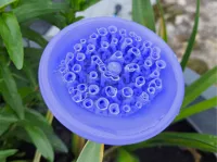 Abreuvoir à abeilles — photo 2