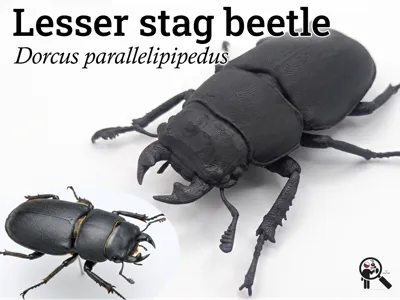Lesser Stag Beetle