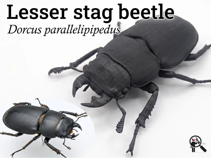 Lesser Stag Beetle