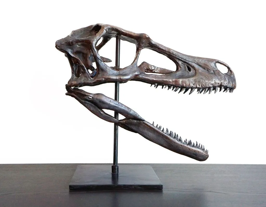 Crâne de raptor Deinonychus