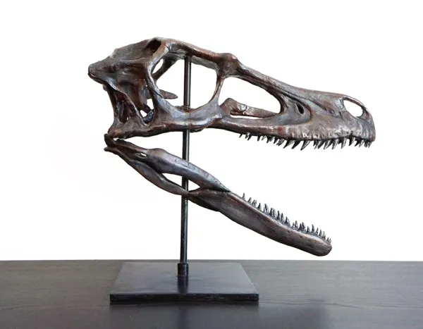 Crâne de raptor Deinonychus