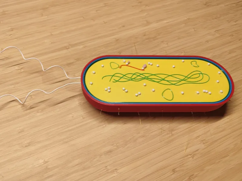 Bacteria model