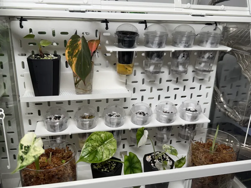 Corm Cup Propagation Shelf - 4 & 6 Cup Option
