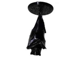 Fledermaus 1stehend - hängend