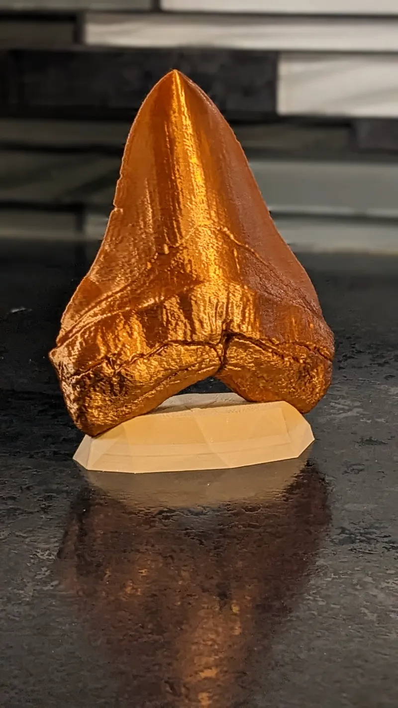 Megalodon Shark Tooth Multicolor Display