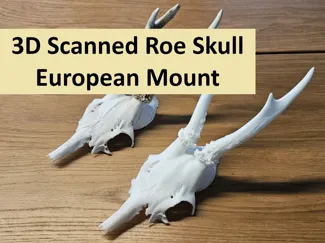 3D Scanned Roe Deer European Mount