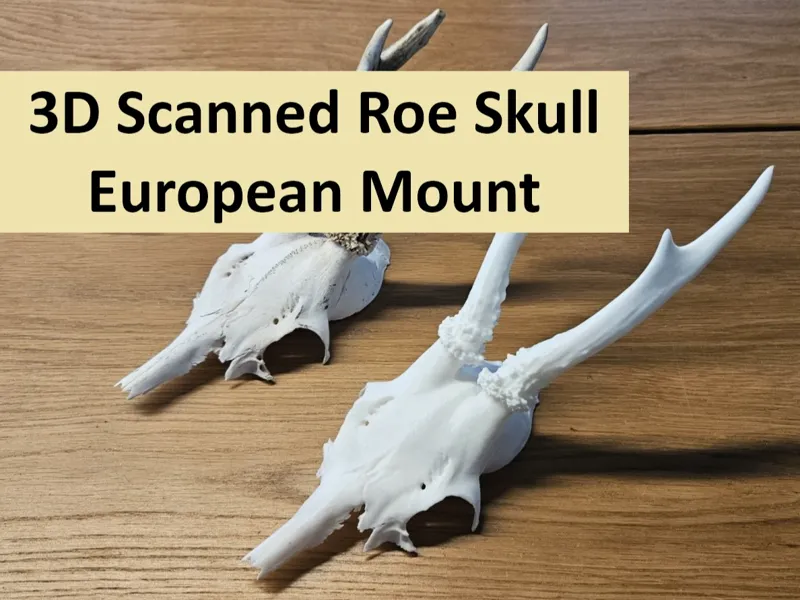 3D Scanned Roe Deer European Mount