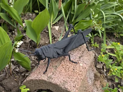 Grasshopper / Locust