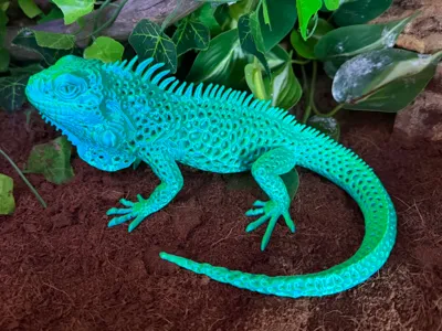 Iguana 