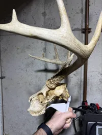 Trophée crâne de cerf — photo 3