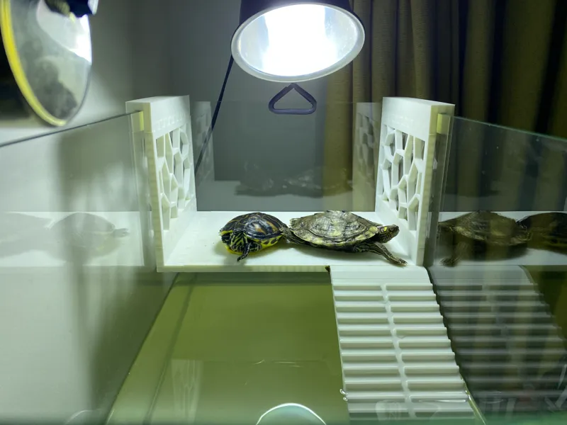 Turtle Platform