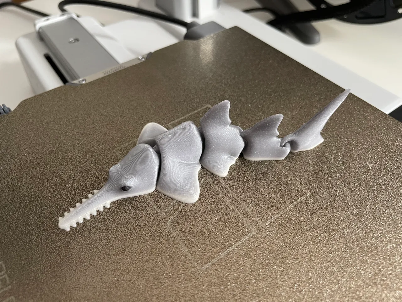 Articulated Sawfish (Carpenter shark) view 4