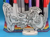 Panneau éducatif à colorier - anatomie de l'oreille — photo 1