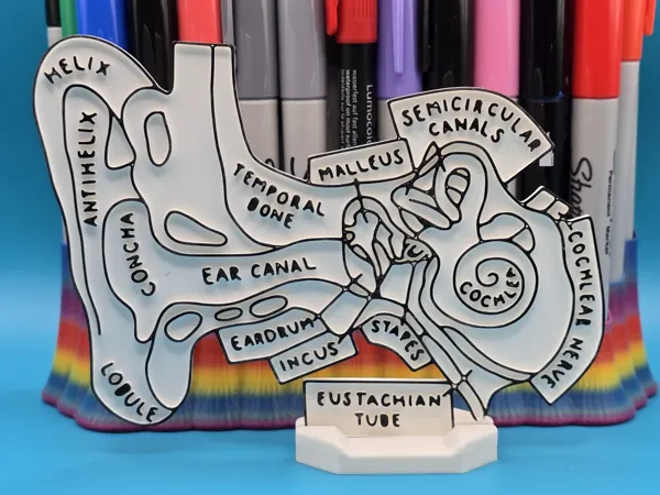Panneau éducatif à colorier - anatomie de l'oreille