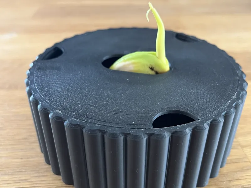 Mango Starting pot