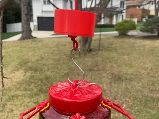 Humming Bird Feeder Ant Moat