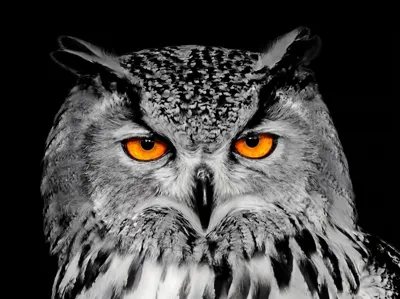 Hueforge Great Horned Owl