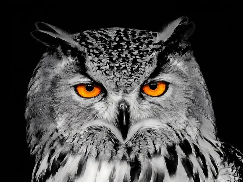 Hueforge Hibou Grand Duc