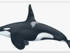 orca