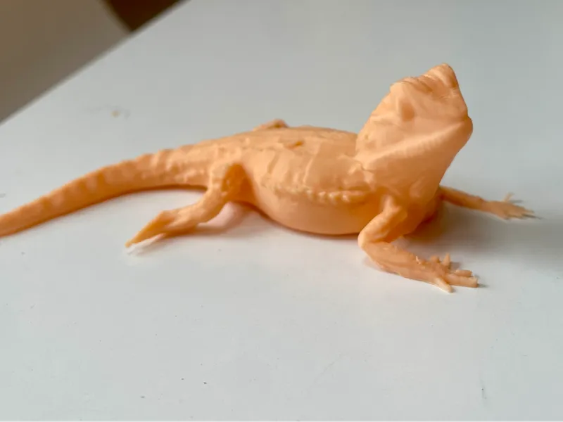 Bearded Dragon