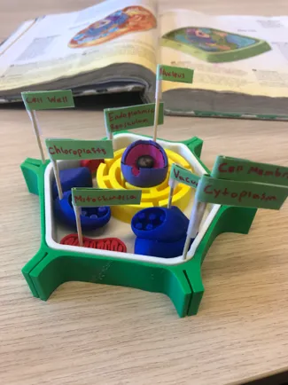 Plant Cell Model    