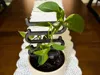 7" Tall from Dirt | 4" Wide Legs |0.4mm Nozzle|0.20mm layers