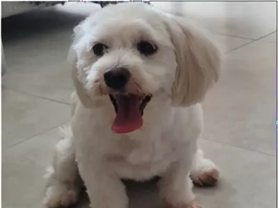 White puppy 