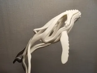 Humpback Whale