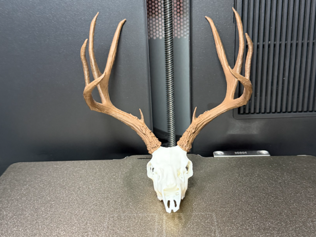 Heavy 4-Point Mule Deer Buck