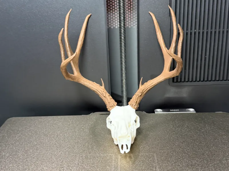 Heavy 4-Point Mule Deer Buck