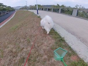 遛狗神器，PDD同款接屎接便不脏手，一键弃袋，折叠伸缩便携，无需五金，A1mini可打。