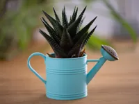 Mini Size (~6cm)