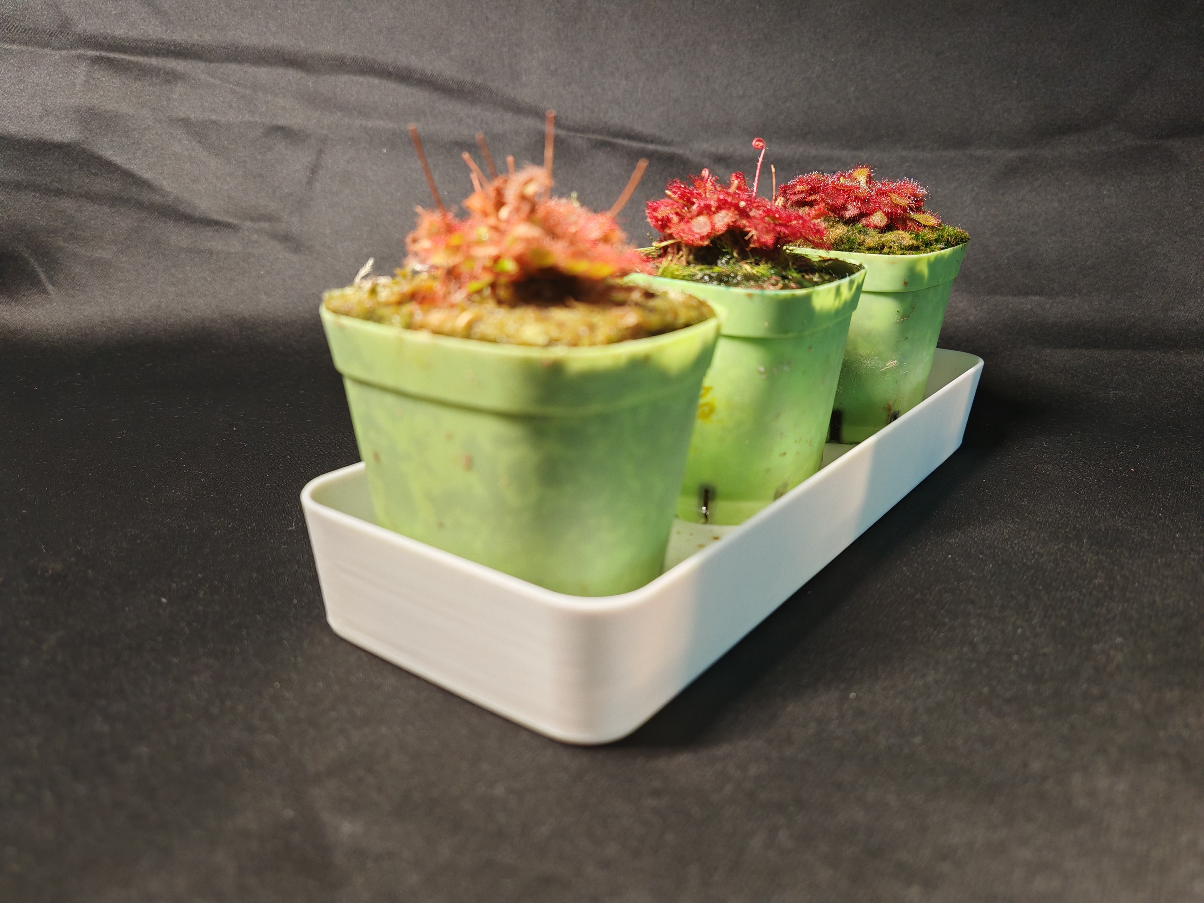 Miniatura 3 do modelo 3D 食虫植物蓄水托盘