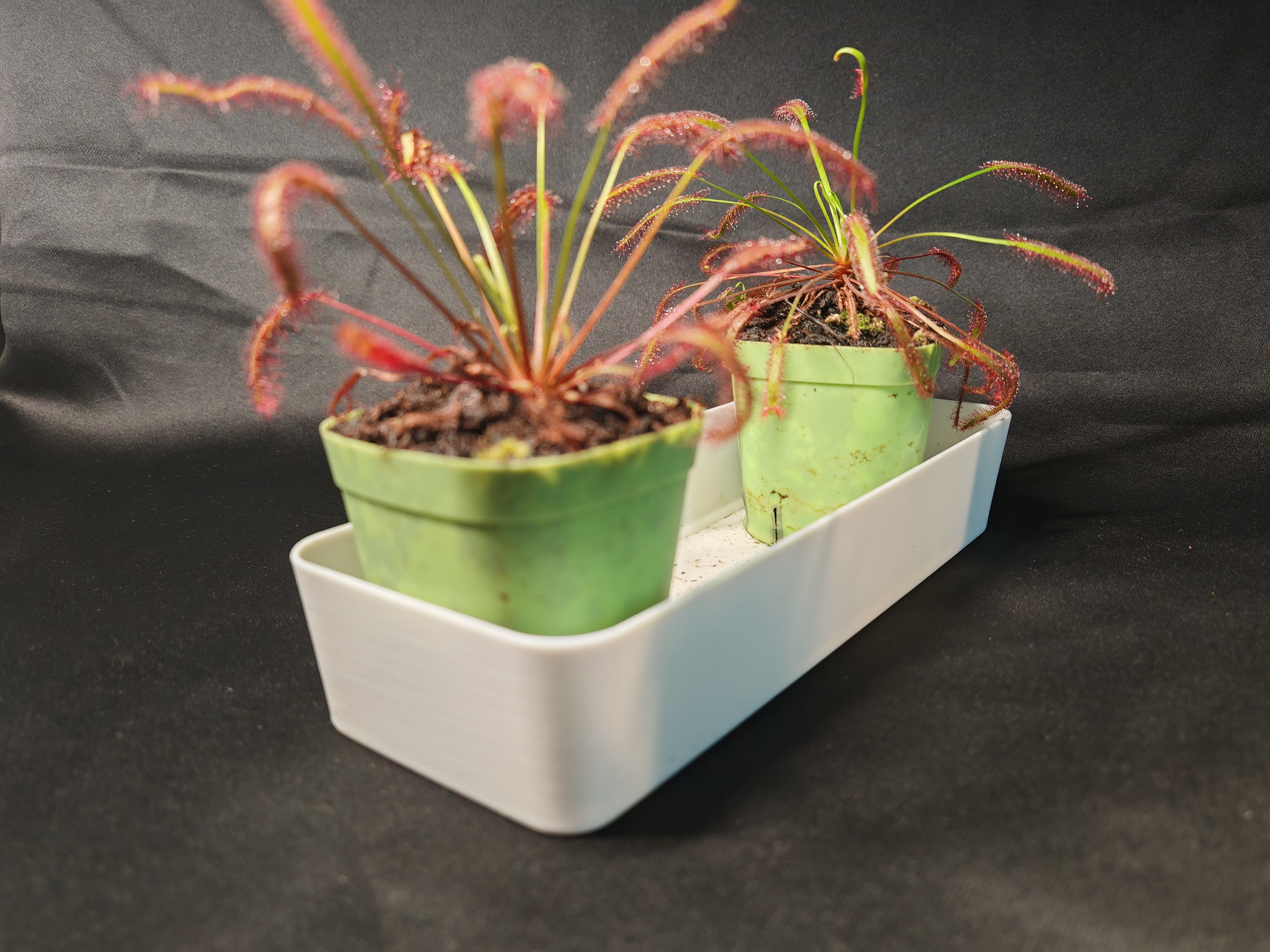 Miniatura 1 do modelo 3D 食虫植物蓄水托盘