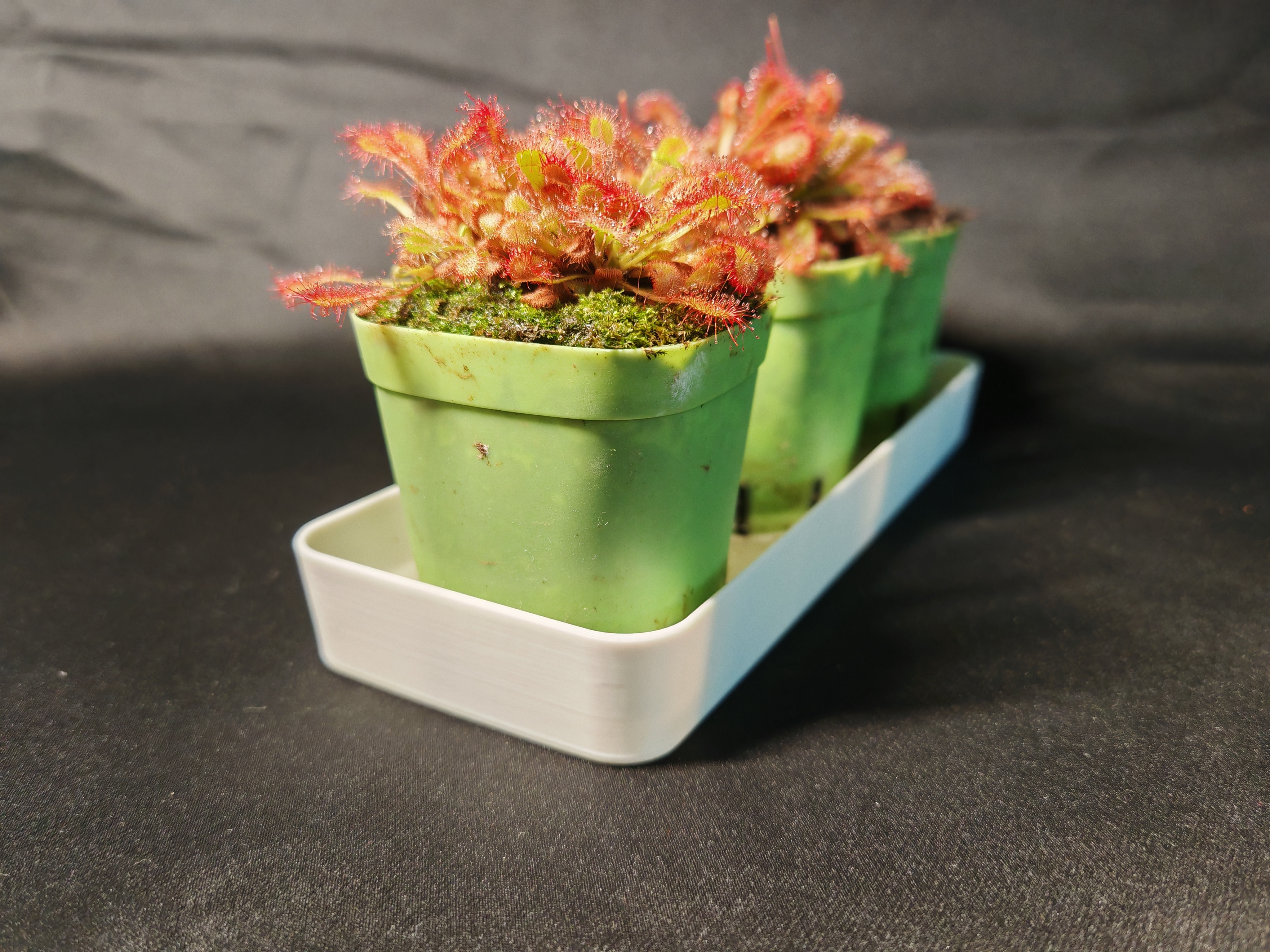 Miniatura 2 do modelo 3D 食虫植物蓄水托盘