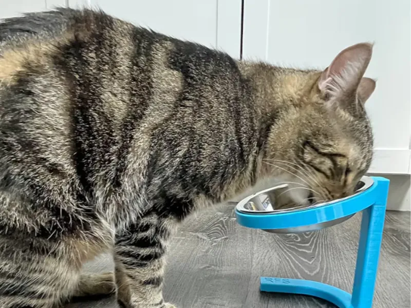 Raised Cat Pet Food Bowl