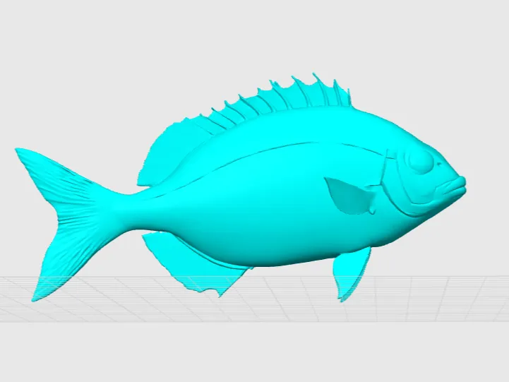 White Seabream/Sargo Fish (Diplodus sargus)