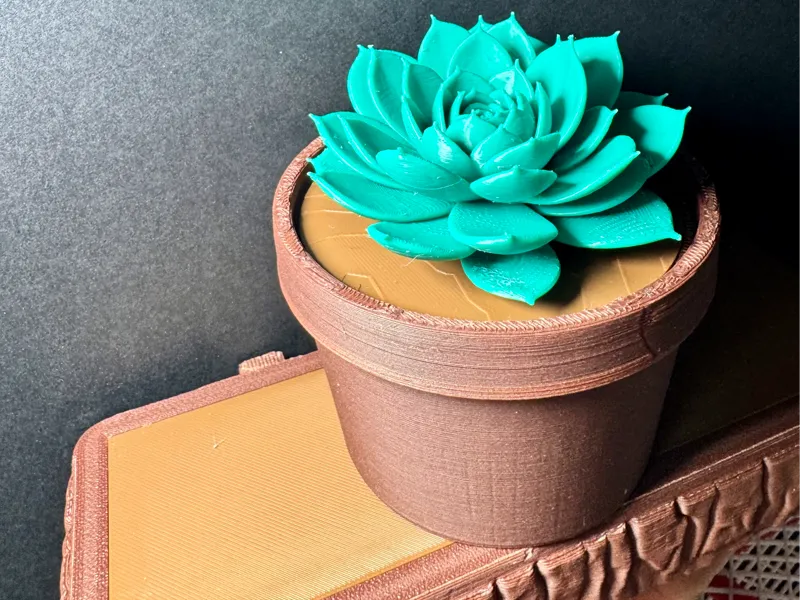 Succulent Plant, Pianta Grassa