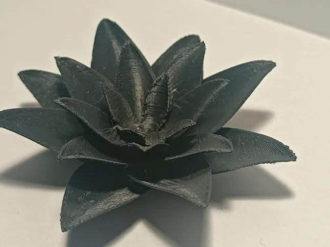 Flower of lotus