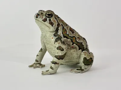 Realistic Toad