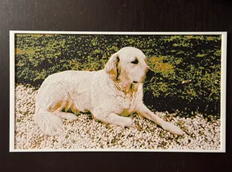 Golden Retriever Hueforge