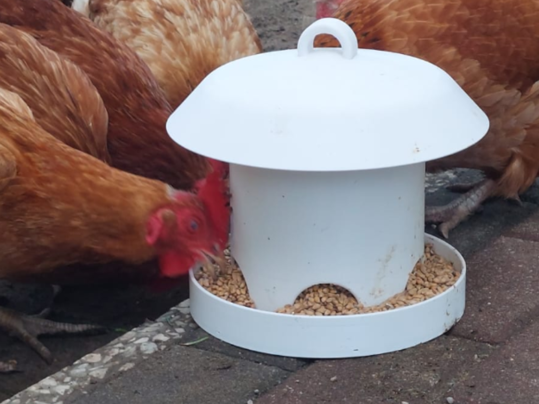 Hanging Chicken and Bird Feeder with Screw-On Lid